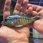 Red Empress Cichlid