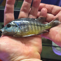 Red Empress Cichlid