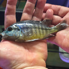 Red Empress Cichlid