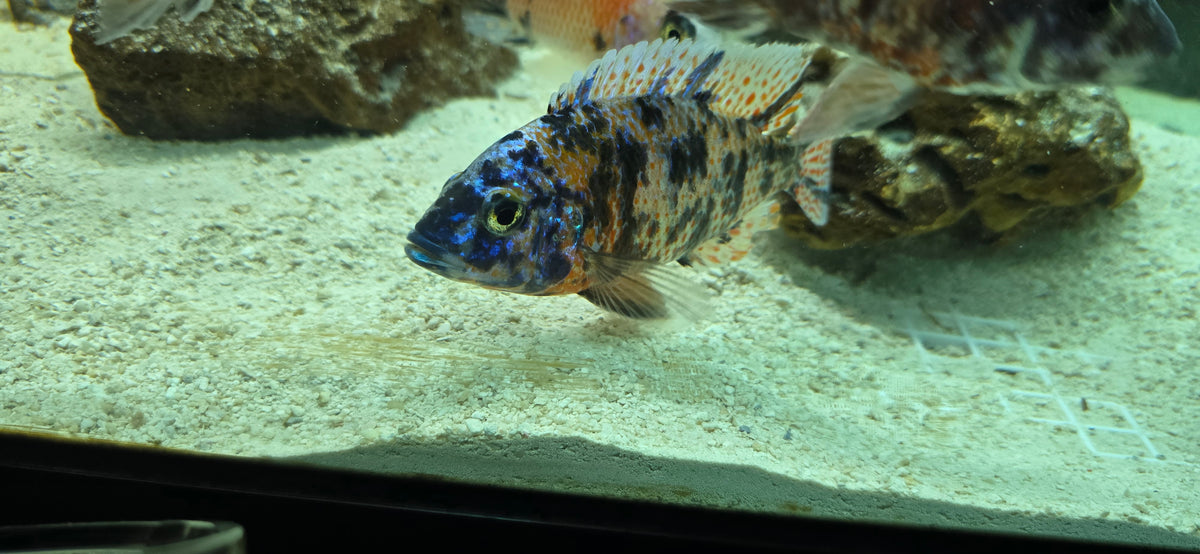 Blueberry OB