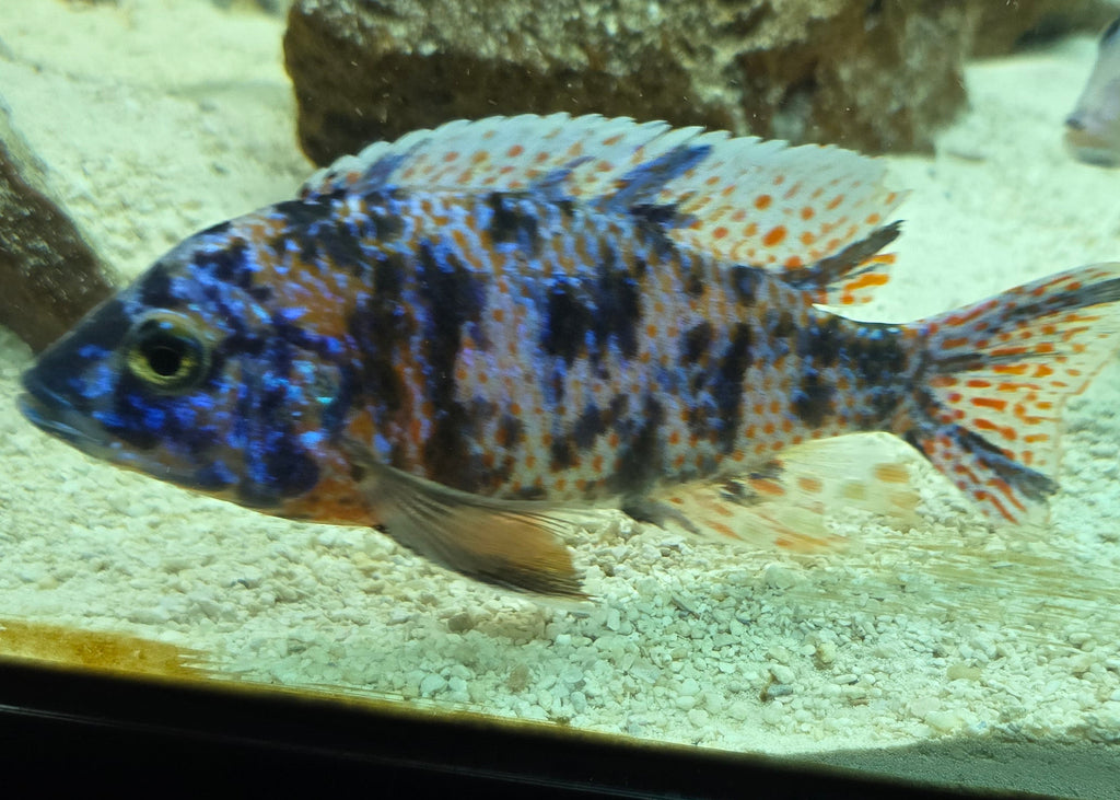 Blueberry OB