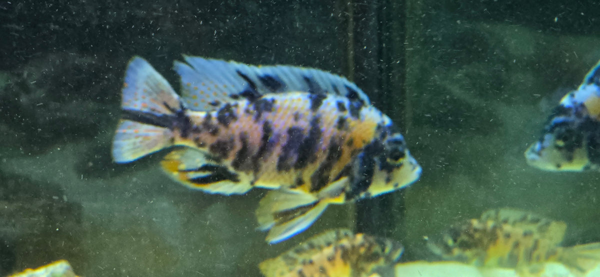 Blueberry OB