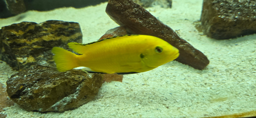 Yellow Lab