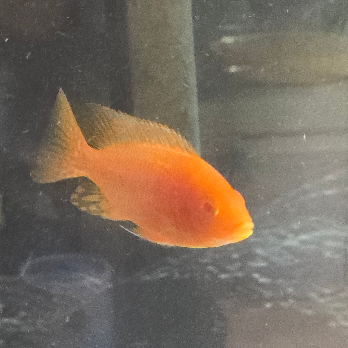 Albino Super Red Peacock