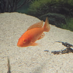Albino Super Red Peacock
