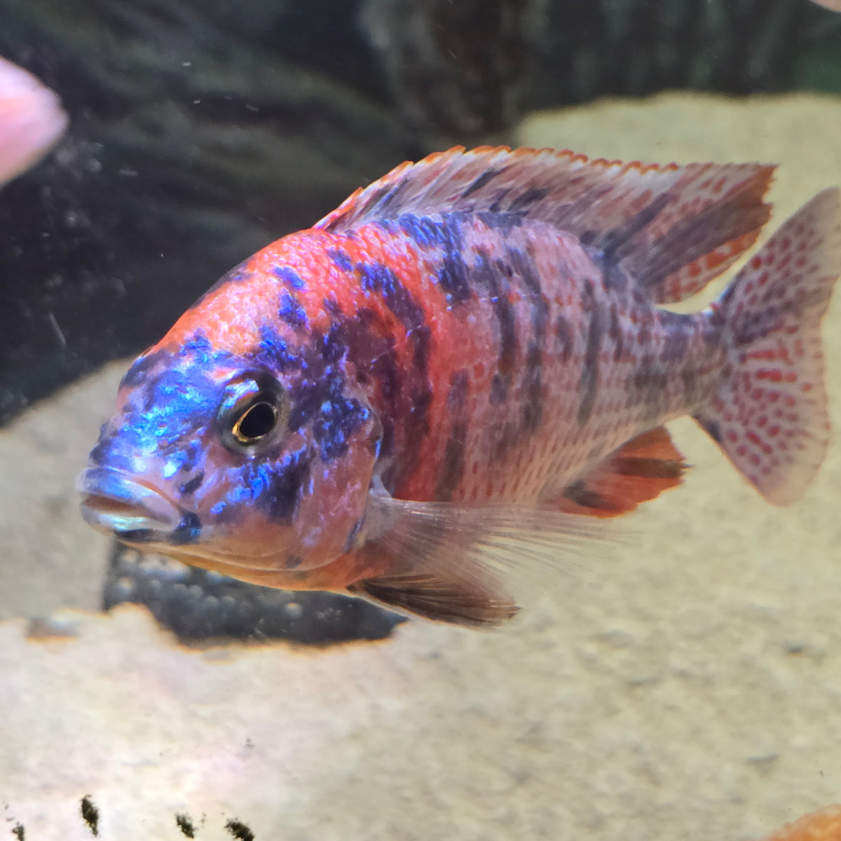 Raspberry OB