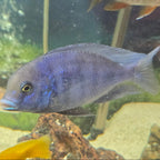 Blue Dolphin Moori