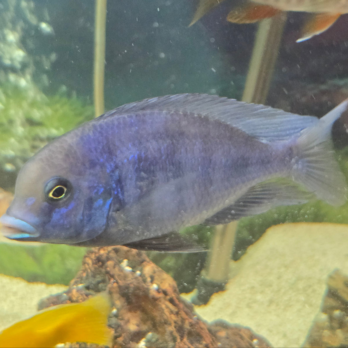 Blue Dolphin Moori