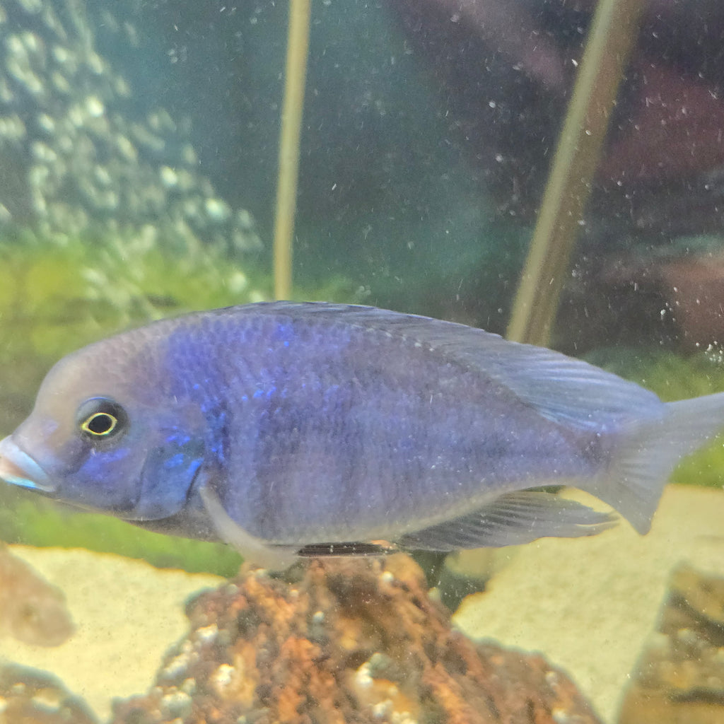 Blue Dolphin Moori