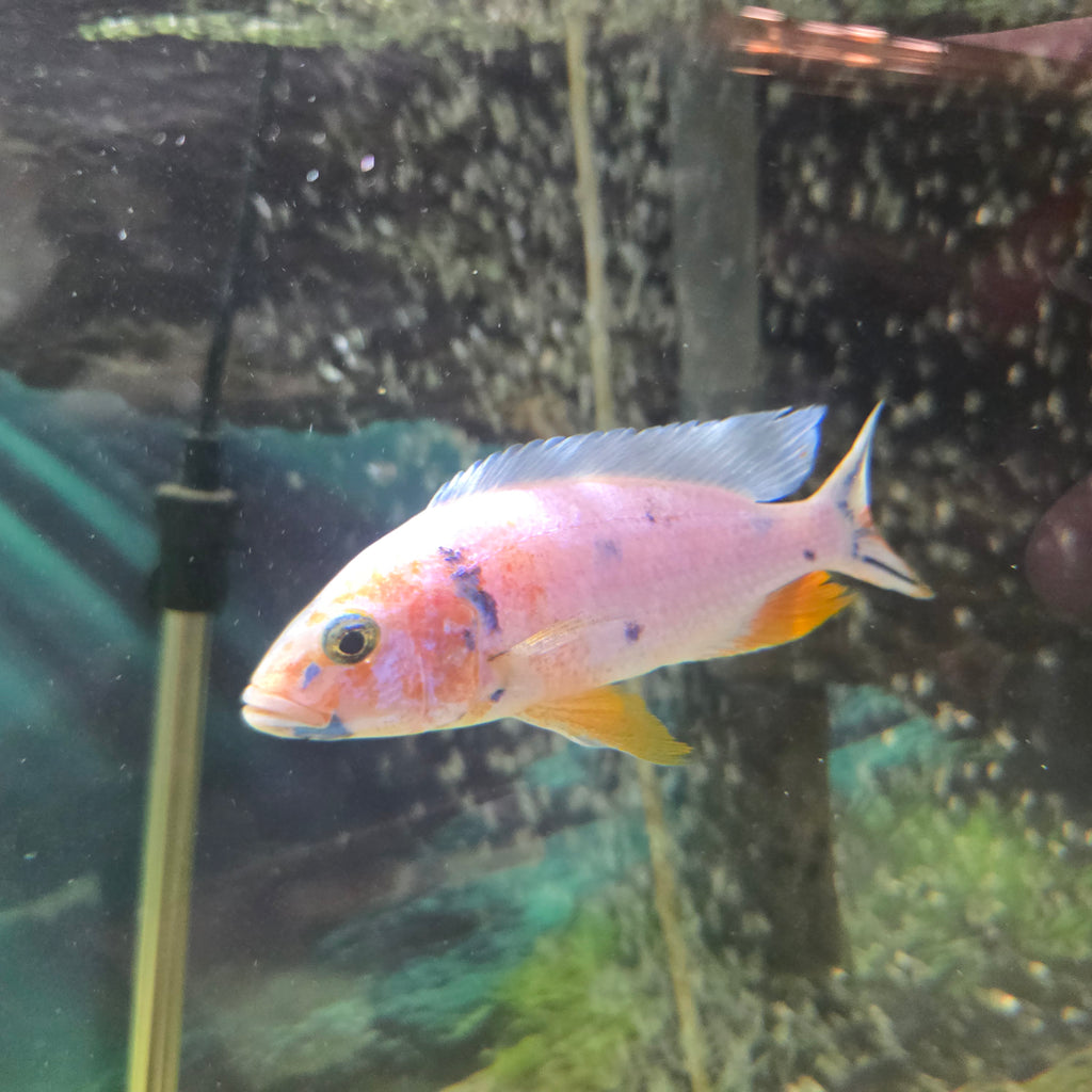 Platinum Fryeri OB