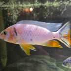 Platinum Fryeri OB