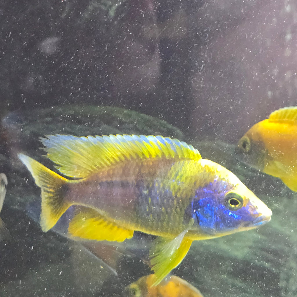 Lemon Jake Cichlid