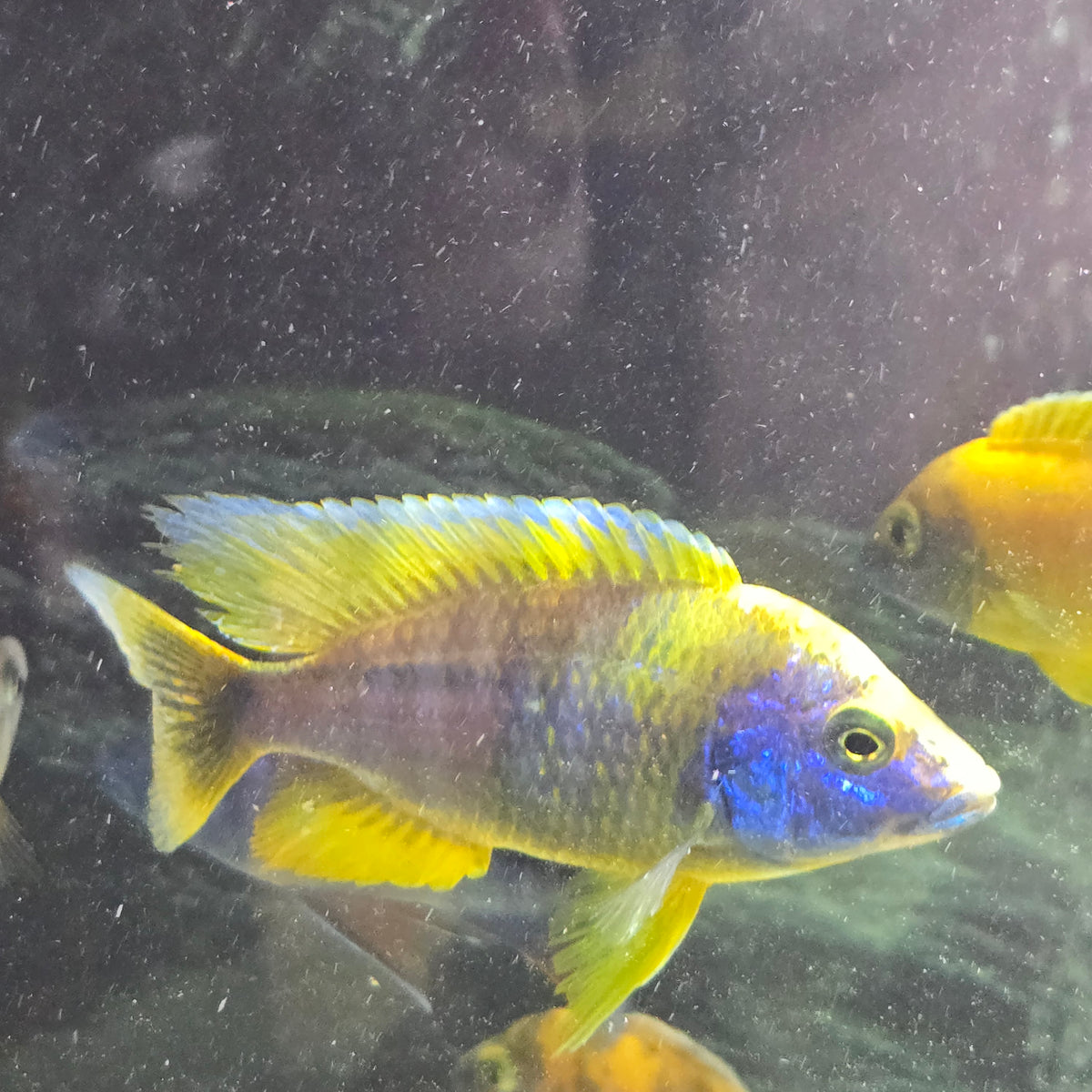 Lemon Jake Cichlid