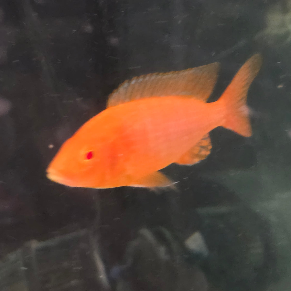 Albino Super Red Peacock
