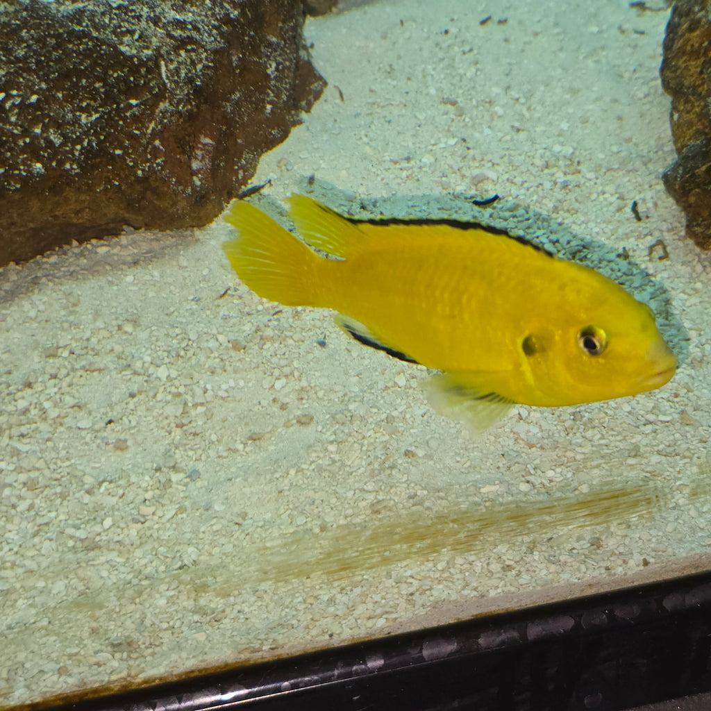 Yellow Lab