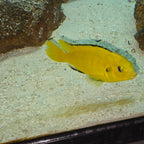 Yellow Lab