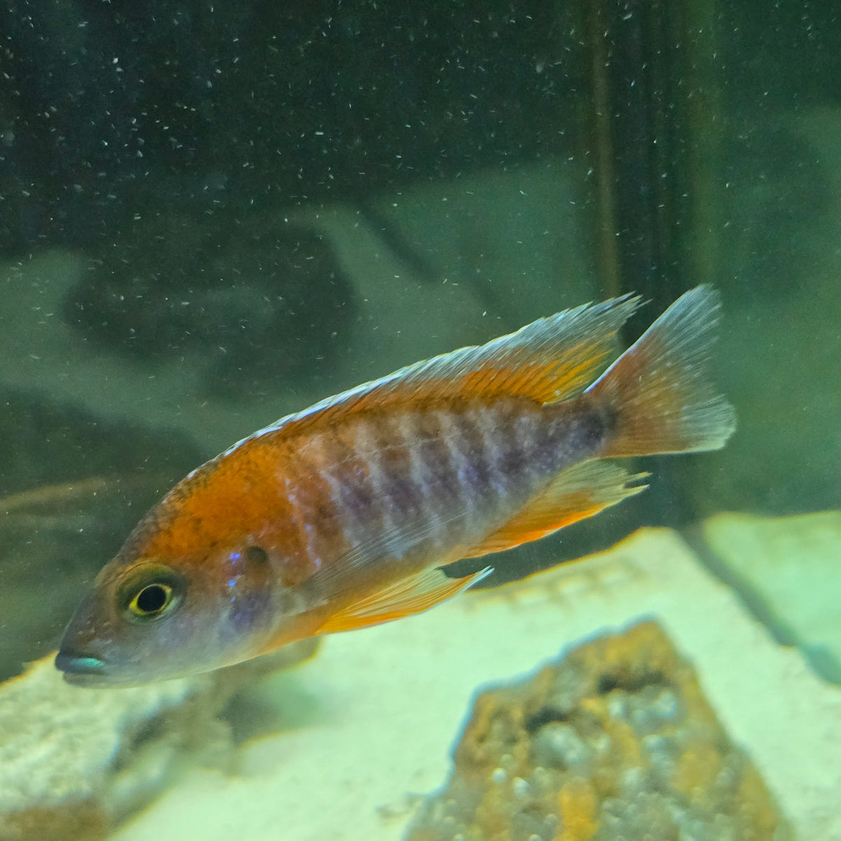 Eureka Red Cichlid