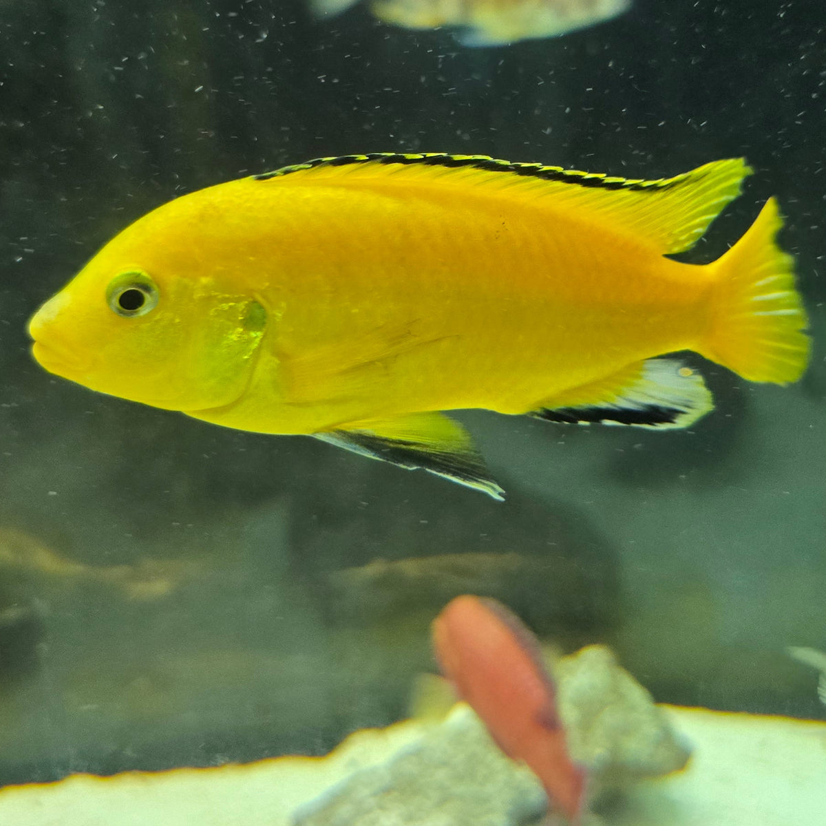 Yellow Lab