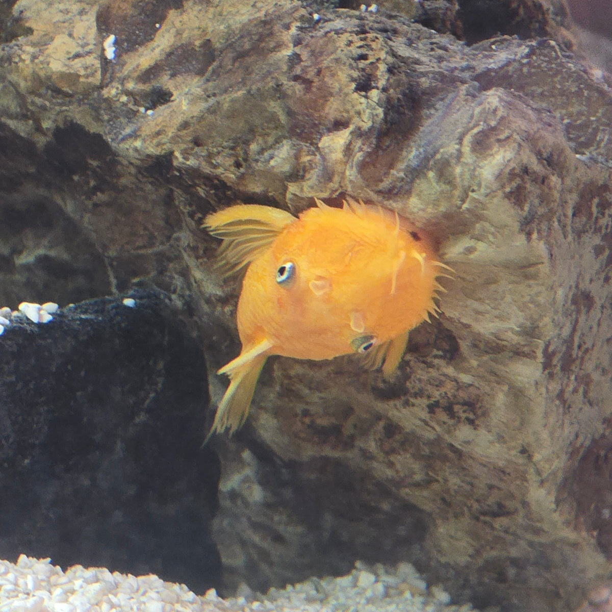 Albino/Lemon Bristlenose Pleco L144