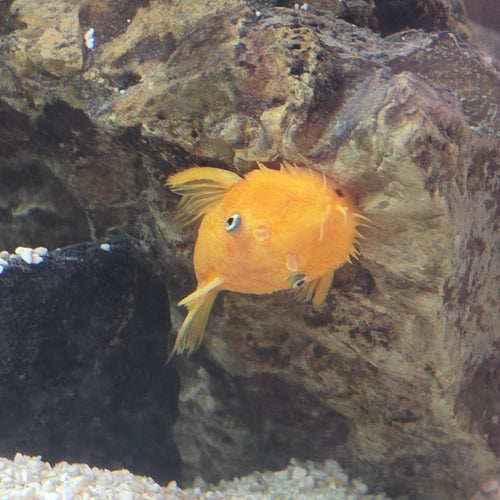 Albino/Lemon Bristlenose Pleco L144