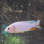 Platinum Fryeri OB