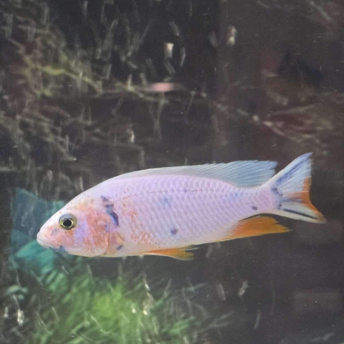 Platinum Fryeri OB
