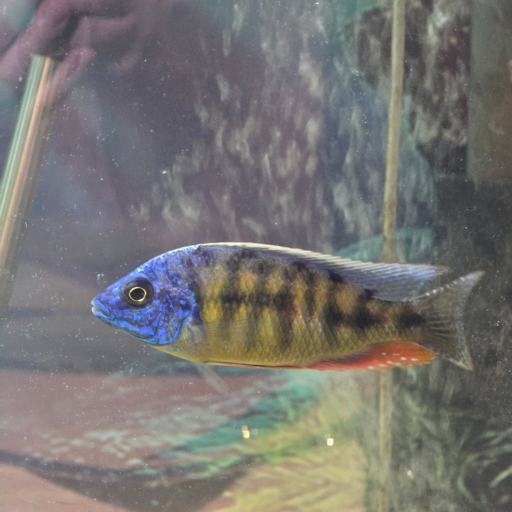 Taiwan Reef Cichlid