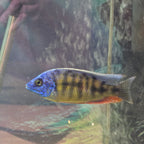 Taiwan Reef Cichlid