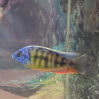 Taiwan Reef Cichlid