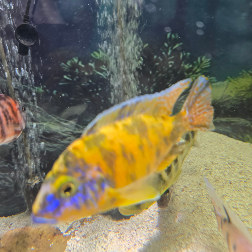 Canary/Yellow OB Peacock