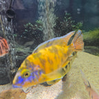 Canary/Yellow OB Peacock