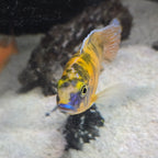 Canary/Yellow OB Peacock