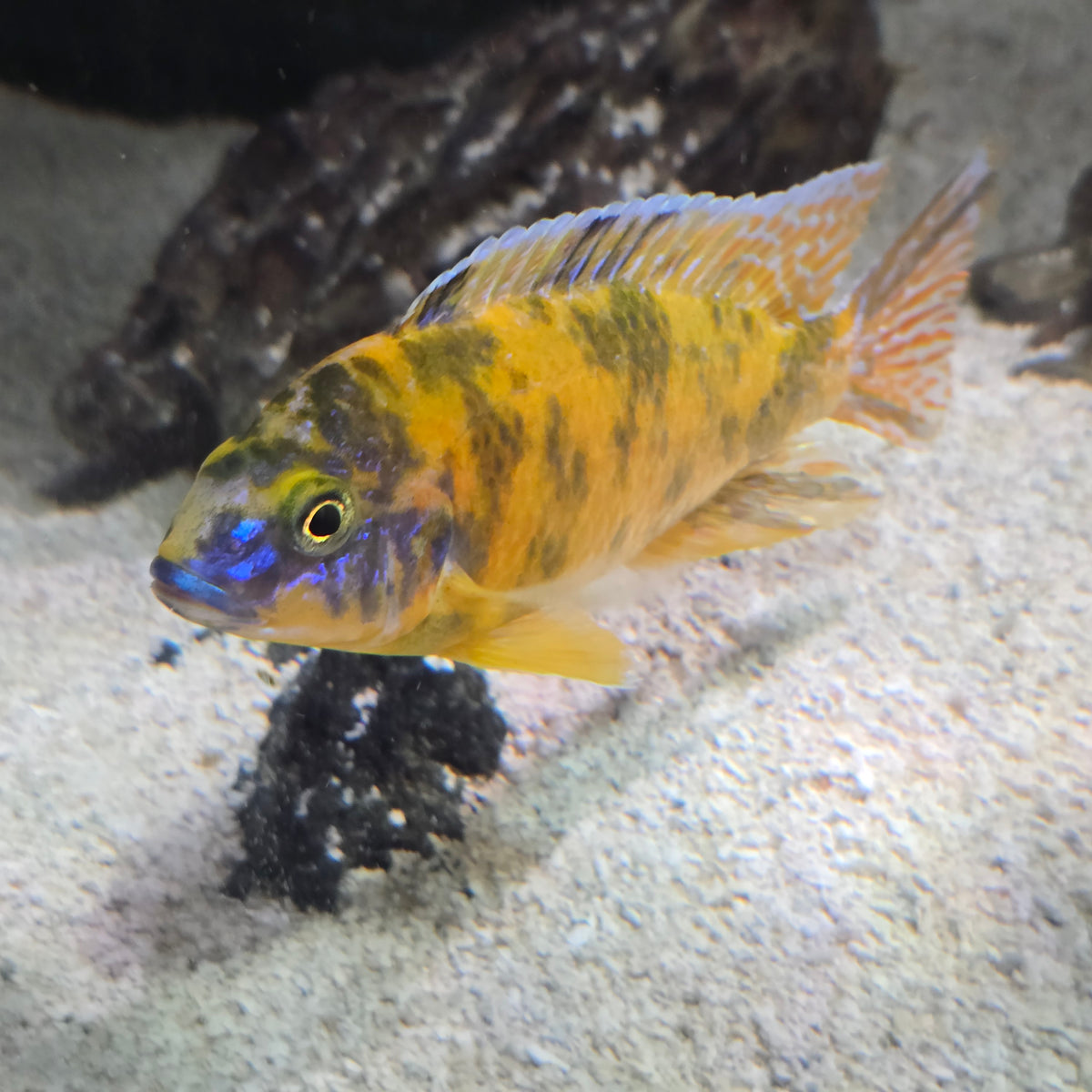 Canary/Yellow OB Peacock