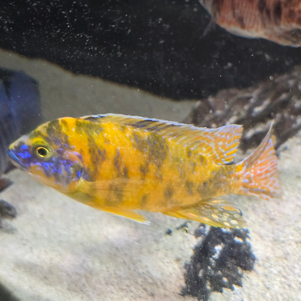 Canary/Yellow OB Peacock
