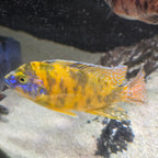 Canary/Yellow OB Peacock