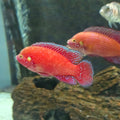 Red Jewel Cichlid