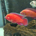 Red Jewel Cichlid