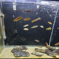 Mixed African Cichlid Mystery 8 Pack