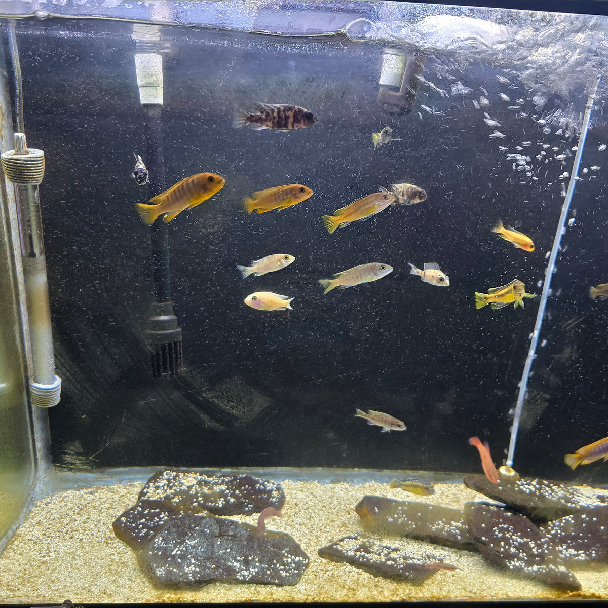 Mixed African Cichlid Mystery 8 Pack