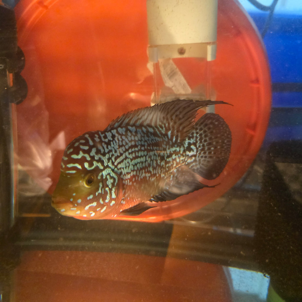 Kamfa Flowerhorn Grade A