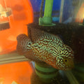 Kamfa Flowerhorn Grade A
