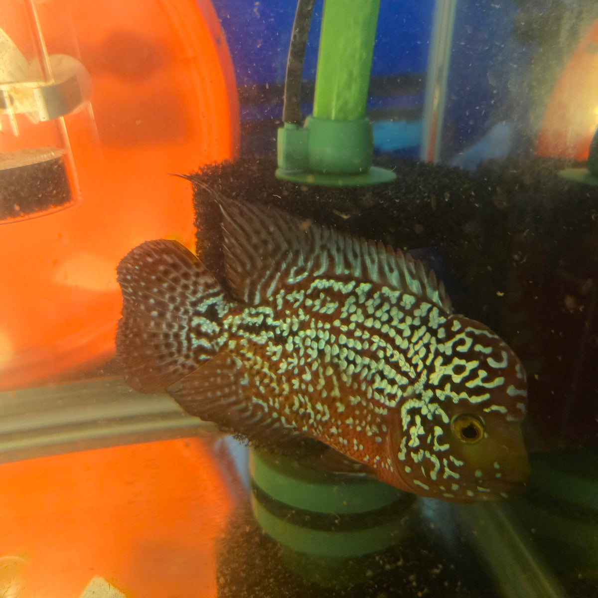 Kamfa Flowerhorn Grade A