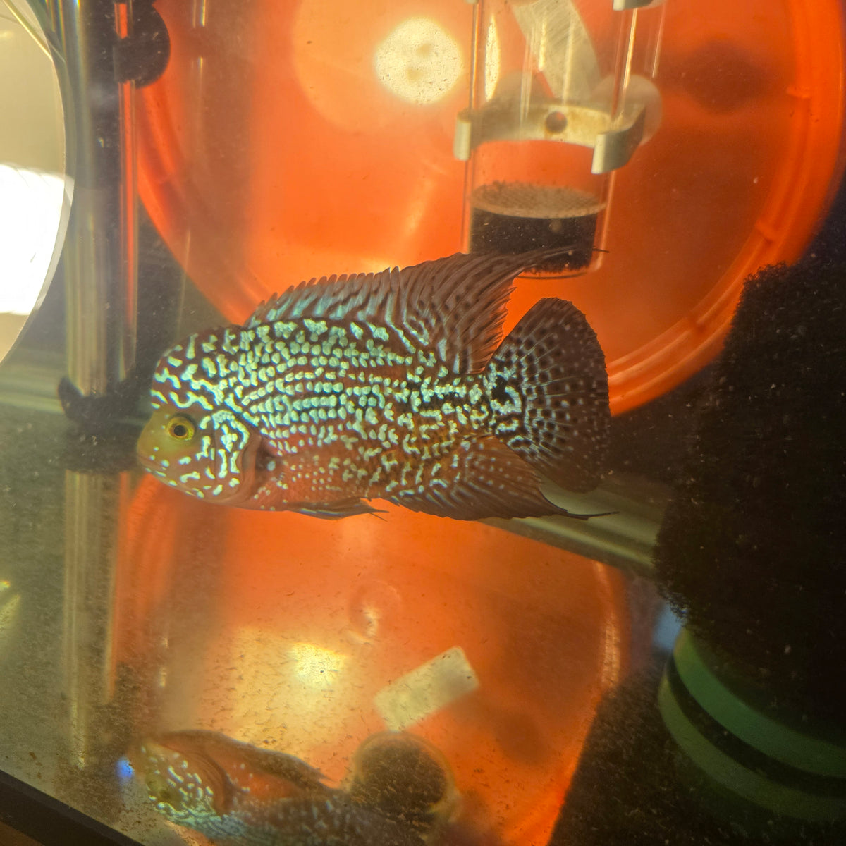 Kamfa Flowerhorn Grade A