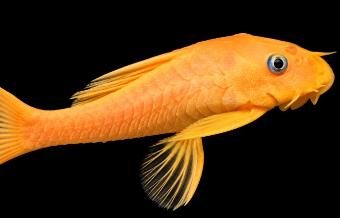 Albino/Lemon Bristlenose Pleco L144