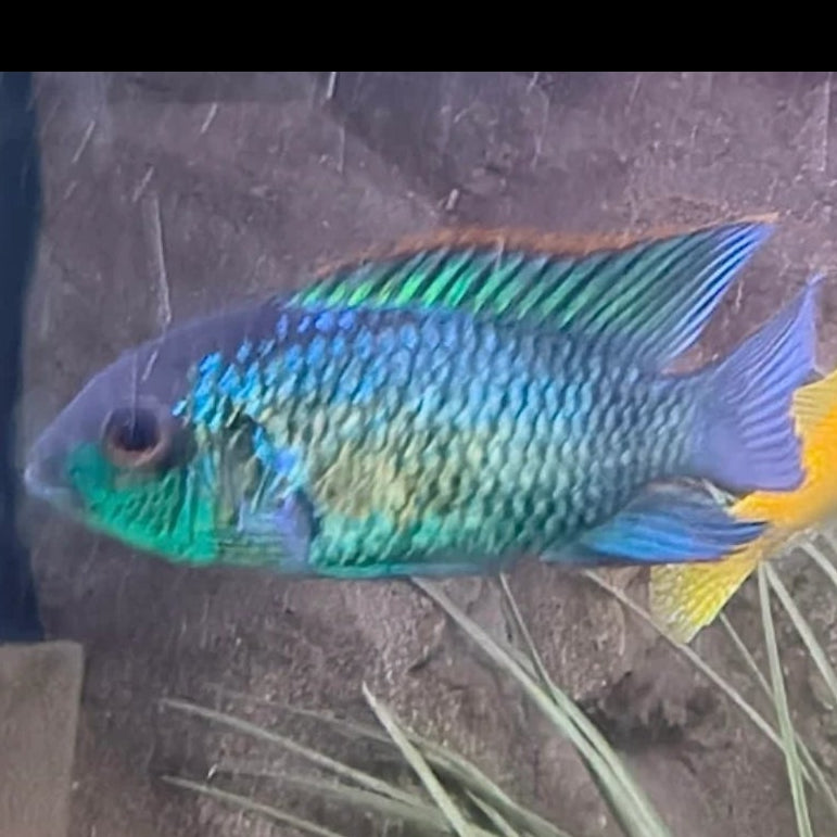 Electric Blue Acara