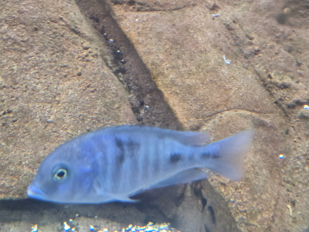 Blue Dolphin Moori