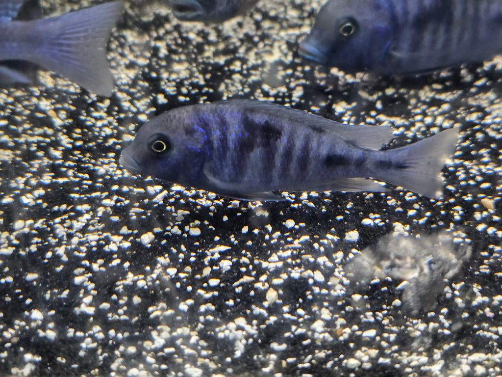 Blue Dolphin Moori