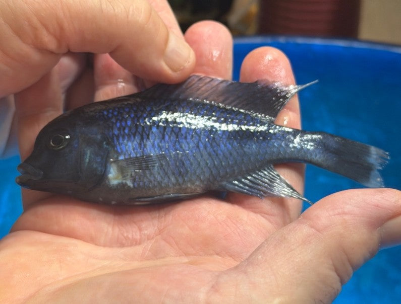 Blue Dolphin Moori