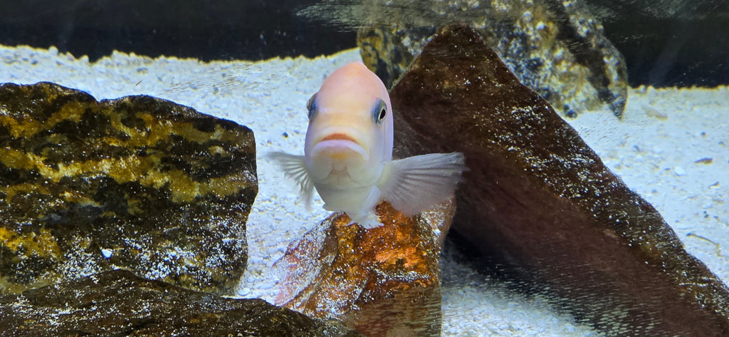 Albino/Peach Malawi Cichlid