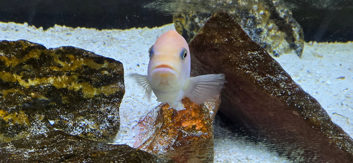 Albino/Peach Malawi Cichlid